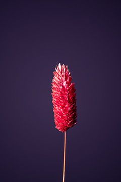 Rode Droogbloem (paars) van michel meppelink