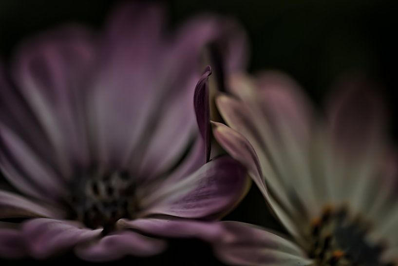 Fleur par Ron Kleinjans