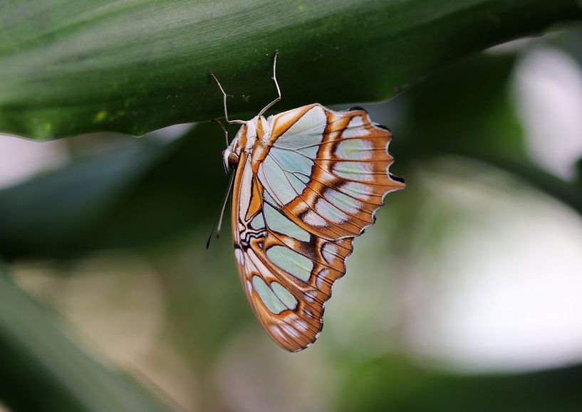 Malachite butterfly by Matthias Brix