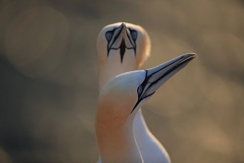 Jan-van-genten Helgoland Eiland Duitsland