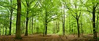 Forest panorama