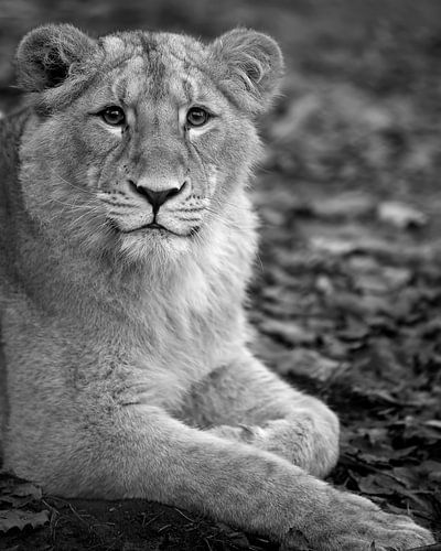 Close up of a lion cub in black and white