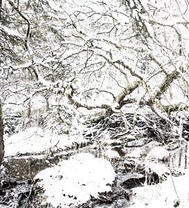 Forêt des Ardennes avec de la neige