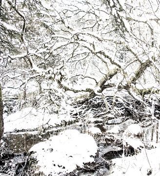 Ardens bos met sneeuw van Guido Rooseleer
