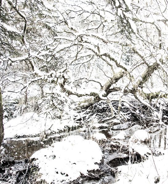 Ardennes forest with snow by Guido Rooseleer