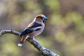 Apfelfink von Merijn Loch