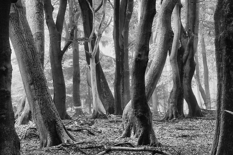 Dance with me by Martin Podt