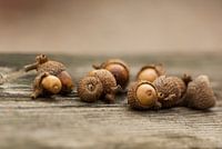 oak nuts