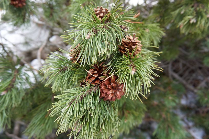 Macro shot of fir cones on a green fir branch by creativcontent