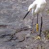 Bonaire sur Eric van Nieuwland