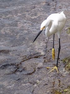 Bonaire