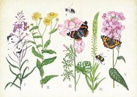 Plants and their insects