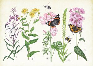 Pflanzen und ihre Insekten von Jasper de Ruiter