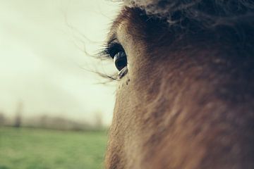 Paardenoog - Closeup van Patrycja Polechonska