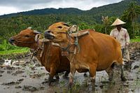 Plowing in a  natural way