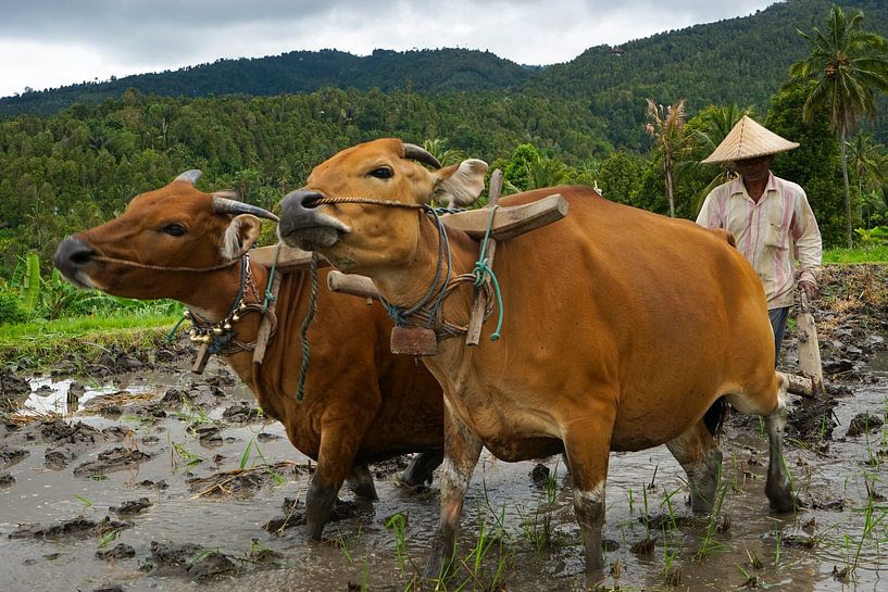 Plowing in a  natural way by Martijn Stoppels