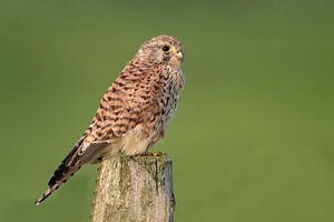 Torenvalk van Menno Schaefer