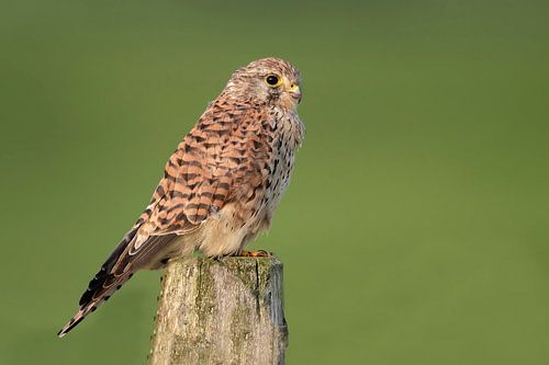 Kestrel