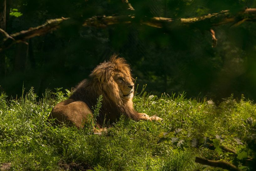 lion in the morning sun by Bart Berendsen