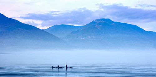 Killer whales or Orcas in landscape