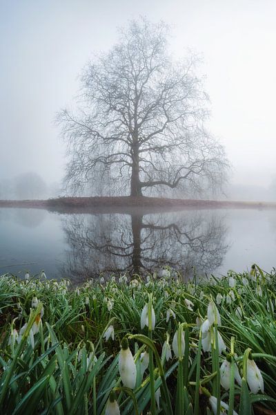 Snowdrop reflections by Martin Podt