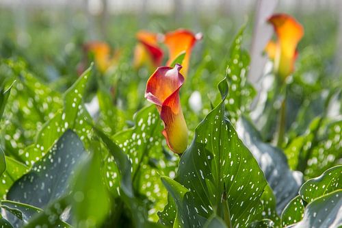 Bloemen, Kom in de Kas