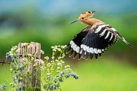 Eurasian Hoopoe (Upupa epops) in Italy