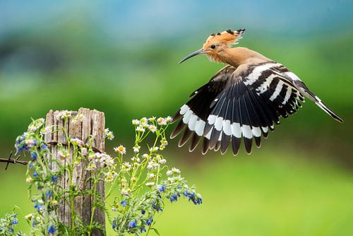 Vliegende Hop (Upupa epops) in Italië.