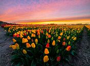 Sonnenuntergang auf den Tulpenfeldern! von Corné Ouwehand Miniaturansicht
