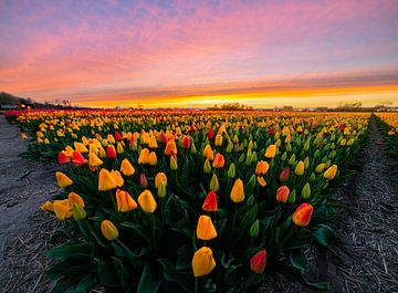 Tulpenvvelden zonsondergang! van Corné Ouwehand