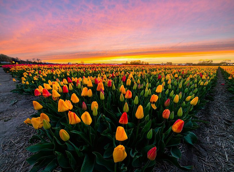 Sonnenuntergang auf den Tulpenfeldern! von Corné Ouwehand