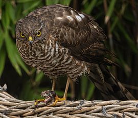 Épervier sur Cees van der Linden