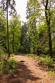 Offener Waldweg auf dem Lemelerberg von Deborah de Meijer