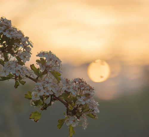 blossom in the morning