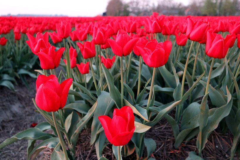 Tulpen von Jan Albada