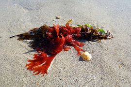 Gestrandete Rotalge mit Muschel von Theodor Decker