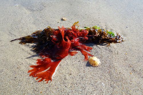 Beached red algae with a mussel