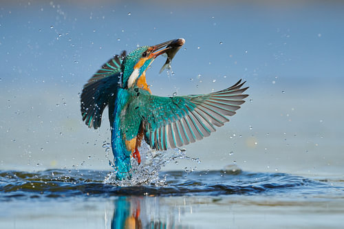 IJsvogel - In een flits