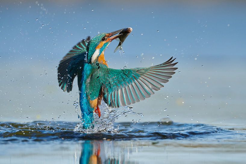 Eisvogel - Im Handumdrehen von Eisvogel.land - Corné van Oosterhout