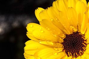 Ringelblume 