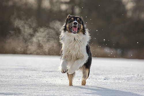 Ein Border Collie rennt durch den frischen Schnee