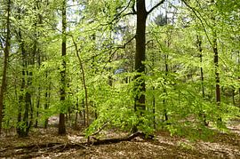 Buchenbombe in den Emmerdennen von Corinne Welp