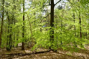 Bombe Beech dans l'Emmerdennen