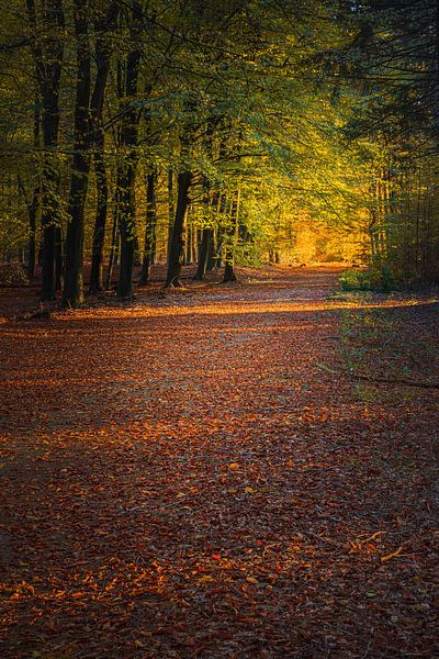 Autumn in the heart of Drenthe by Henk Meijer Photography