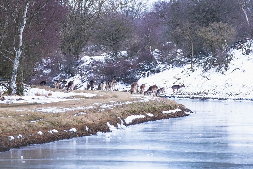 Herd of fallow deer in the Amsterdam Water Supply Dunes. by Anne Zwagers
