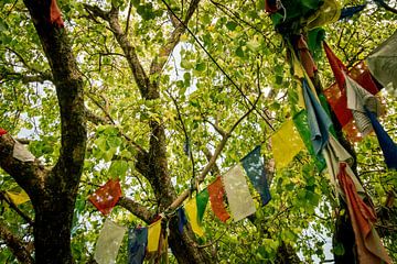 Drapeaux de prière tibétains sur Maarten Borsje