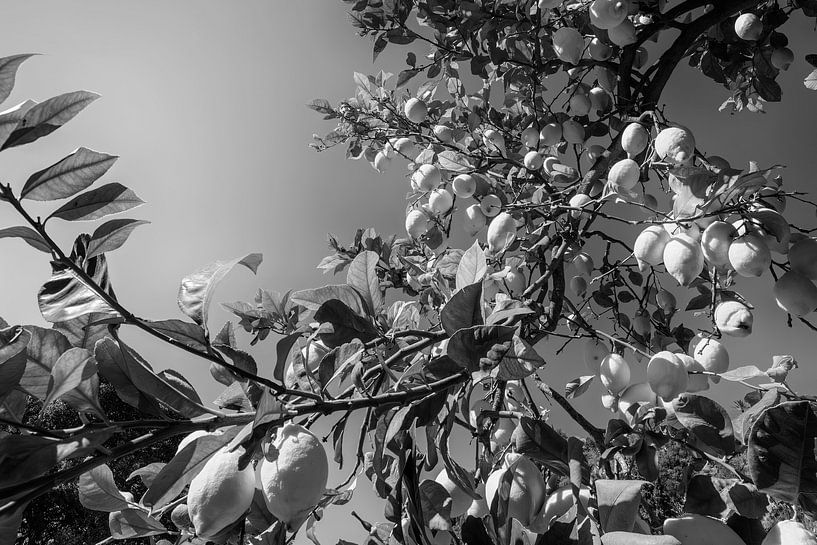 Zitronen schwarzweiß von Manfred Voss, Schwarz-weiss Fotografie