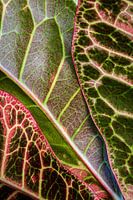 Een close-up van bladeren