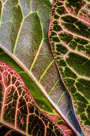 A close-up of leaves by BNW Nude Art