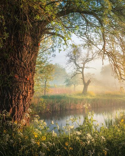 Scène matinale de conte de fées